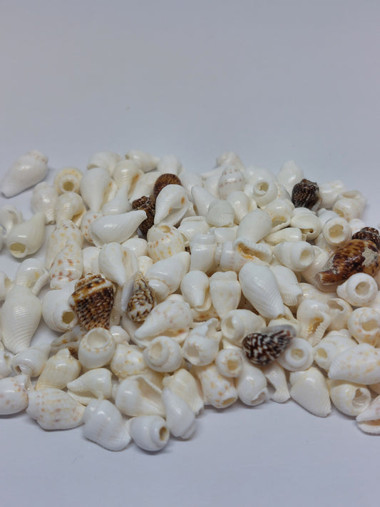 Trompet schelpen mix